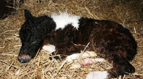 Het ontstaan van Jacardi Curly’s