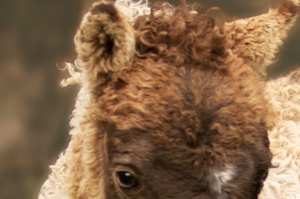 Algemene informatie Curly’s