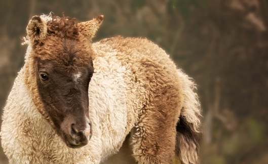 Curly’s zijn hypo-allergeen