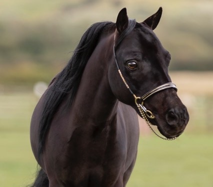 Wat is een paardenallergie?